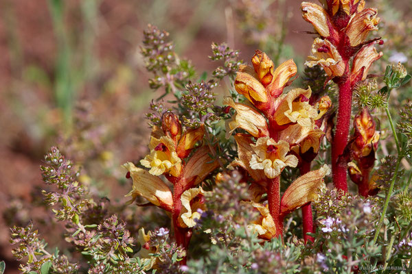 Orobanche blanche, Orobanche du thym — Orobanche alba Stephan ex Willd., 1800, (Lac du Salagou, Clermont-l'Hérault (34), France, le 02/05/2025)