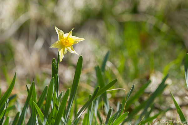 Narcisse jaune — Narcissus pseudonarcissus L., 1753, (fort du Portalet, Etsaut (64), France, le 26/03/2021)