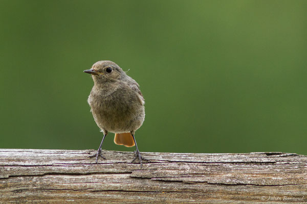 Rougequeue noir — Phoenicurus ochruros (Gmelin, SG, 1774), (Agos-Vidalos (65), France, le 25/05/2018)