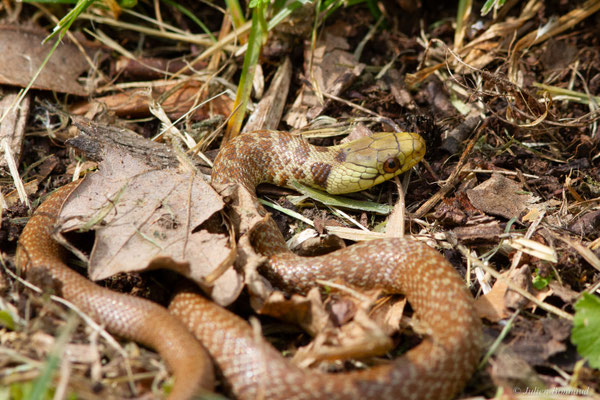 Couleuvre d'Esculape — Zamenis longissimus (Laurenti, 1768)
