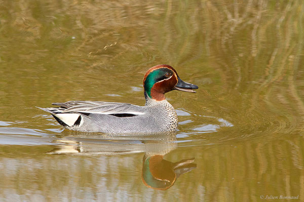 Sarcelle d'hiver — Anas crecca Linnaeus, 1758, (Réserve ornithologique du Teich (33), France, le 21/03/2024)