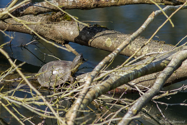 Cistude d'Europe — Emys orbicularis (Linnaeus, 1758), (Lac d'Orthez (64), le 16/03/2019)