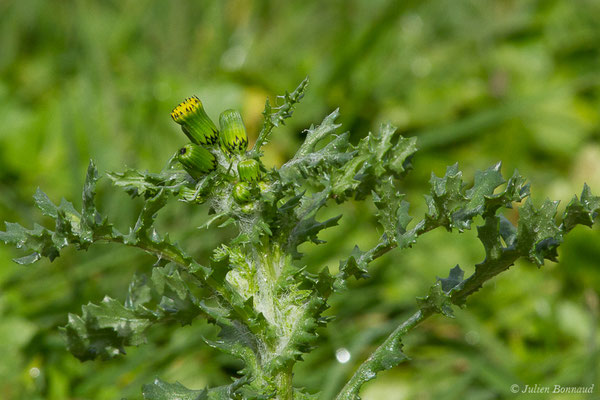 Séneçon commun — Senecio vulgaris L., 1753, (Braud-et-Saint-Louis (33), le 06/03/2018)