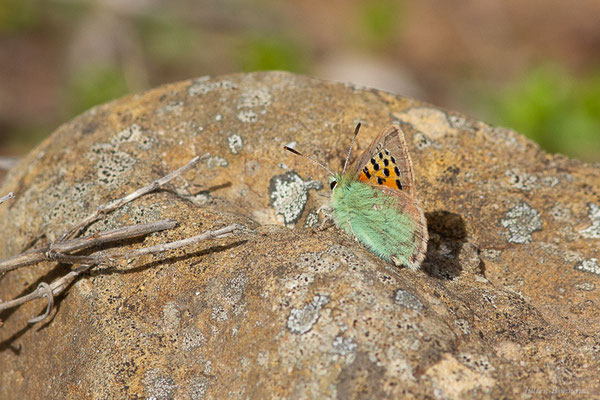 Faux-Cuivré smaragdin — Tomares ballus (Fabricius, 1787), (Réserve Naturelle Jebel Bouhachem, Anjra Derdara (Tanger-Tétouan-Al Hoceïma), Maroc, le 23/02/2023)