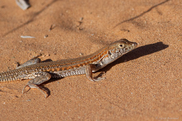 Acanthodactyle rugueux — Acanthodactylus boskianus (Daudin, 1802)