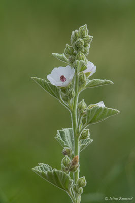 Guimauve officinale — Althaea officinalis L., 1753, (Braud-et-Saint-Louis (33), France, le 04/07/2018)