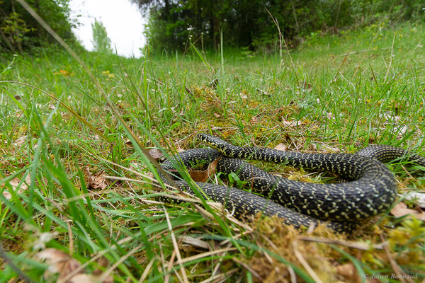 Couleuvre verte et jaune — Hierophis viridiflavus (Lacepède, 1789), (adulte), (Juillan (65), France, le 02/04/2022)