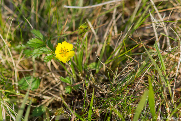 Potentille tormentille — Potentilla erecta (L.) Raeusch., 1797, (Saint-Pée-sur-Nivelle (64), France, le 12/04/2021)