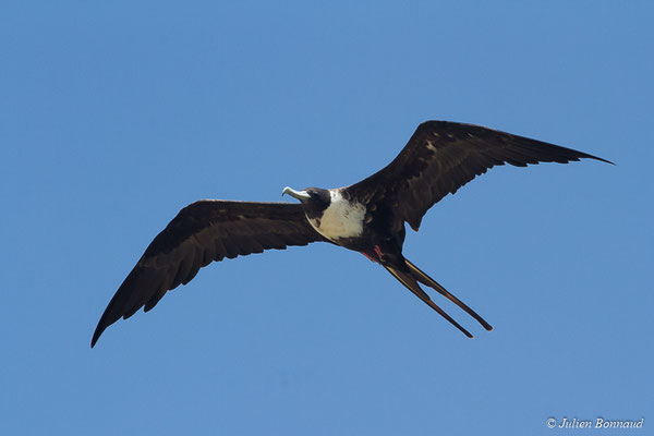 Frégate superbe — Fregata magnificens Mathews, 1914, (Saint-Anne, Guadeloupe, le 15/05/2016)