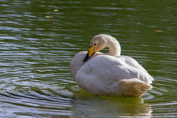 Cygne chanteur — Cygnus cygnus (Linnaeus, 1758), (Parc écologique de Plaiaundi, Irun (Pays basque), Espagne, le 11/11/2025)