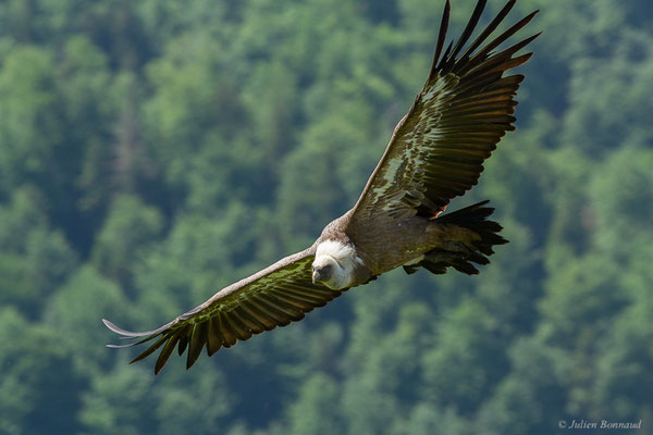 Vautour fauve — Gyps fulvus (Hablizl, 1783), (station de ski de Gourette, Eaux-Bonnes (64), France, le 27/05/2022)