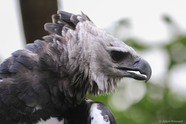 Harpie féroce — Harpia harpyja (Linnaeus, 1758), (adulte), (Zoo de Guyane, Montsinéry, le 22/04/2017)
