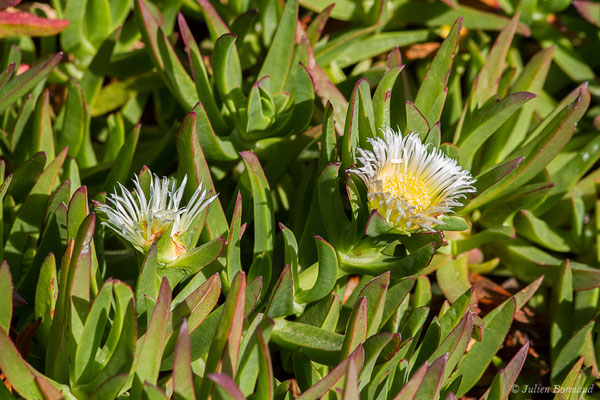 Ficoïde douce ou Griffe de sorcière — Carpobrotus edulis (L.) N.E.Br., 1926, (L'Île-Rousse (2B), France, le 14/09/2019)