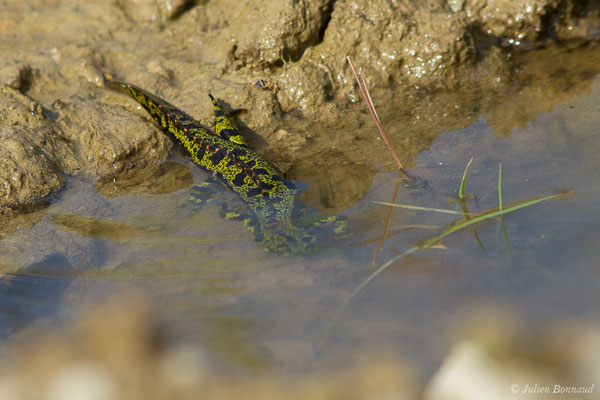 Triton marbré – Triturus marmoratus (Latreille, 1800), (Arbus (64), France, le 25/06/2019)