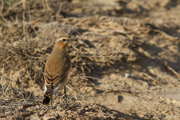 Traquet motteux — Oenanthe oenanthe (Linnaeus, 1758), (Bardenas Real, Tudela (Aragon), Espagne, le 30/09/2021)