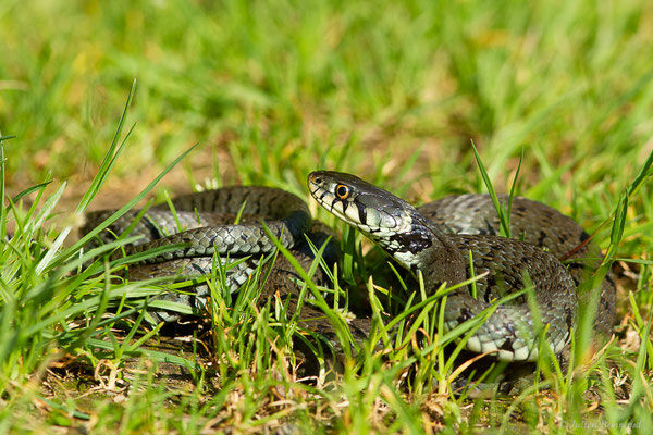 Couleuvre helvétique — Natrix helvetica (Lacepède, 1789)