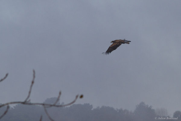 Haliaeetus albicilla (Linnaeus, 1758), (Réserve de chasse et de faune sauvage de Lesgau, Saint-Martin-de-Seignanx (40), France, le 22/11/2025)
