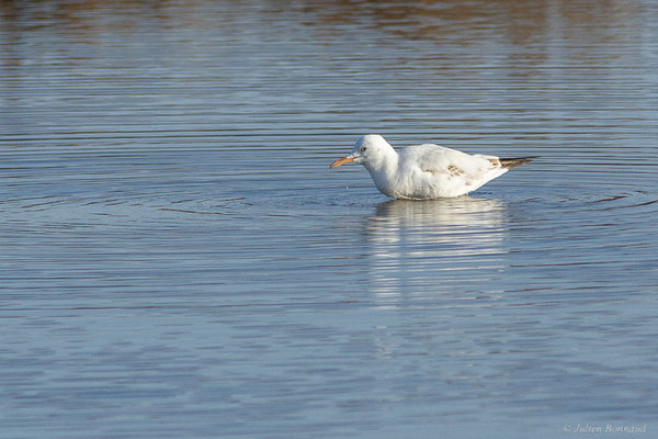 Goéland railleur — Chroicocephalus genei (Breme, 1839), (Parc Naturel du Delta de l'Ebre (Catalogne), Espagne, le 06/02/2022)