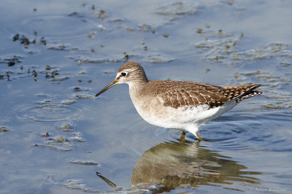 Chevalier sylvain — Tringa glareola Linnaeus, 1758, (Réserve ornithologique du Teich (33), France, le 18/10/2022)