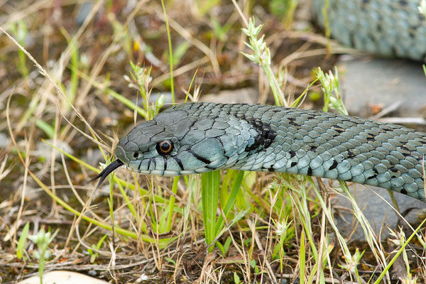 Couleuvre astreptophore — Natrix astreptophora (Seoane, 1884), (femelle adulte) (Mourenx (64), France, le 15/06/2023)