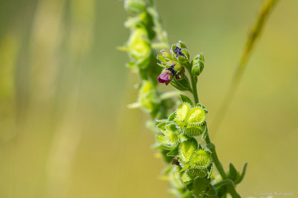 Cynoglosse officinale — Cynoglossum officinale L., 1753, (Col de Puymorens, Porté-Puymorens (66), le 11/07/2023)