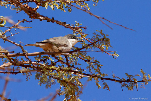Fauvette orphée — Curruca hortensis (J.F. Gmelin, 1789), (Msseyed (Guelmim-Oued Noun), Maroc, le 28/03/2024)