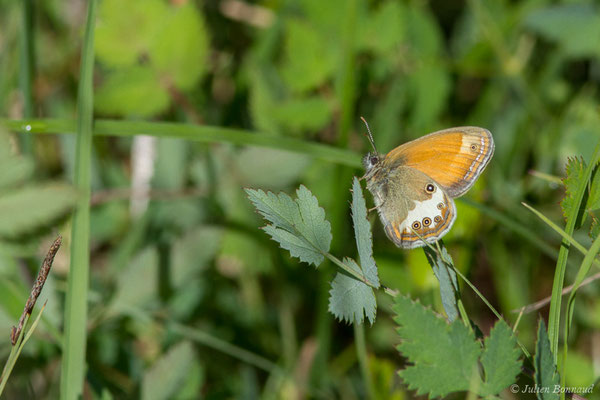 Céphale — Coenonympha arcania (Linnaeus, 1761), (Pihourc, Saint-Godens (31), France, le 21/05/2018)