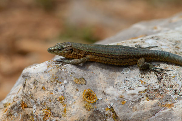 Lézard des Baléares — Podarcis lilfordi (Günther, 1874)
