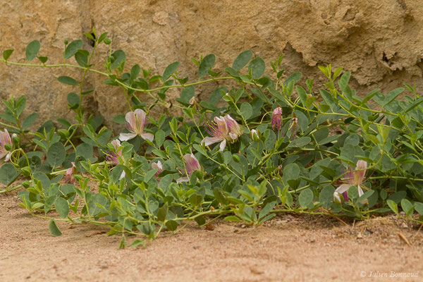 Câprier épineux (Capparis spinosa) (Cordou (Andalousie), Espagne, le 09/08/2020)