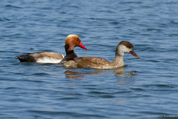 Nette rousse — Netta rufina (Pallas, 1773), (Parc Naturel du Delta de l'Ebre (Catalogne), Espagne, le 05/06/2022)