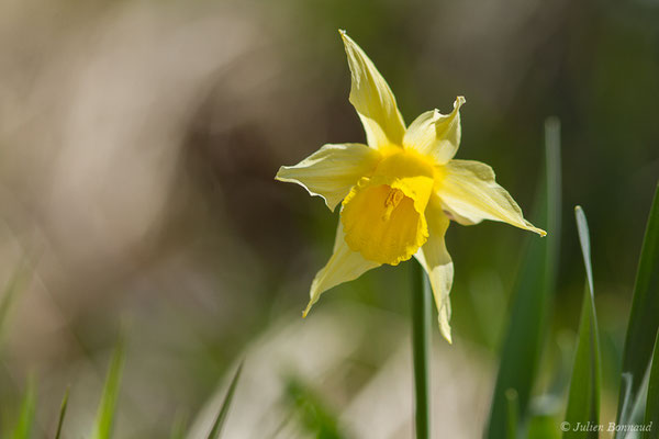 Narcisse jaune — Narcissus pseudonarcissus L., 1753, (fort du Portalet, Etsaut (64), France, le 26/03/2021)