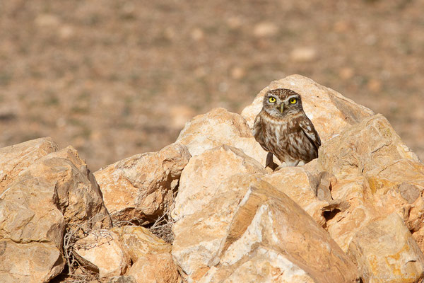 Chevêche d'Athéna — Athene noctua (Scopoli, 1769), (Laazib (Guelmim-Oued Noun), Maroc, le 30/01/2023)