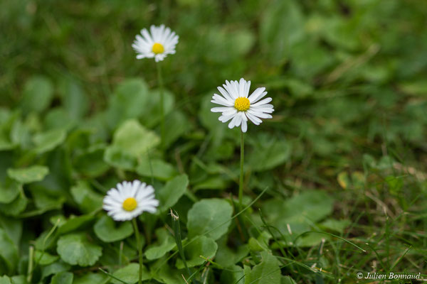 Pâquerette ou Pâquerette vivace — Bellis perennis L., 1753, (Ger (64), France, le 20/10/2017)