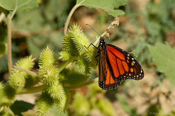 Monarque ou Monarque américain — Danaus plexippus (Linnaeus, 1758), (Tétouan (Tanger-Tétouan-Al Hoceïma), Maroc, le 27/09/2023)