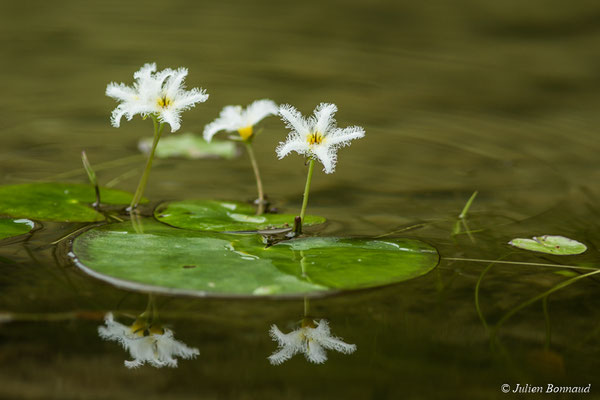 Faux nénuphar des Indes (Nymphoïdes indica) (Lac de la crique Crabe, Kourou, le 08/09/2017)