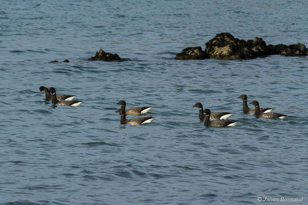 Bernache cravant — Branta bernicla (Linnaeus, 1758), (Baie de Saint-Brieuc, Hillion (22), France, le 14/11/2017)