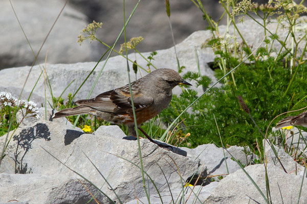 Accenteur alpin — Prunella collaris (Scopoli, 1769), (Station de ski de La Pierre Saint-Martin, Arette (64), France, le 06/07/2023)