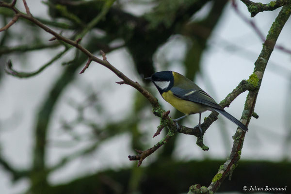 Mésange bleue — Cyanistes caeruleus (Linnaeus, 1758), (adulte) (Pontivy (56), France, le 01/01/2018)