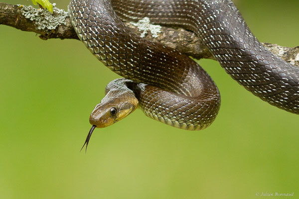 Couleuvre d'Esculape – Zamenis longissimus (Laurenti, 1768)