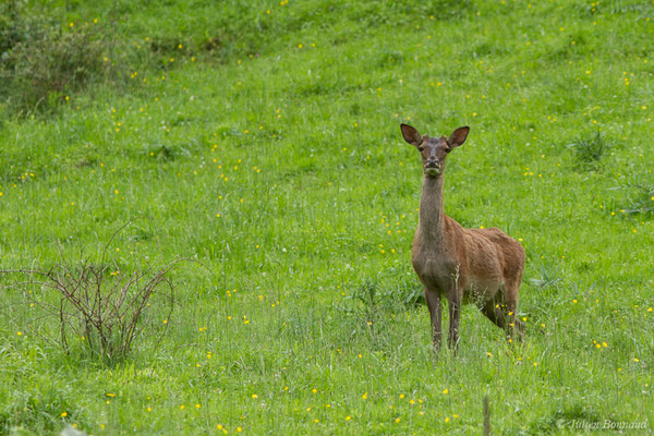 Cerf élaphe – Cervus elaphus Linnaeus, 1758, (Hameau du Plan, Saint-Béat (31), France, le 05/06/2018)