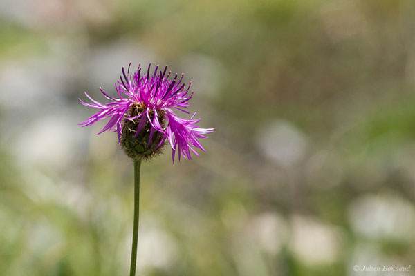 Centaurée scabieuse — Centaurea scabiosa L., 1753, (Laruns (64), France, le 03/08/2019)