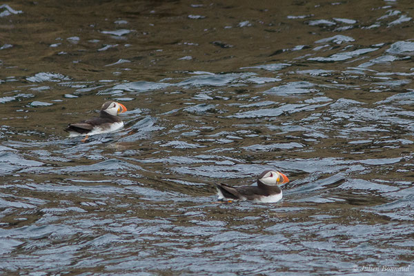 Macareux moine — Fratercula arctica (Linnaeus, 1758), (Réserve naturelle nationale des Sept-Îles, Perros-Guirec (22), France, le 05/07/2021)