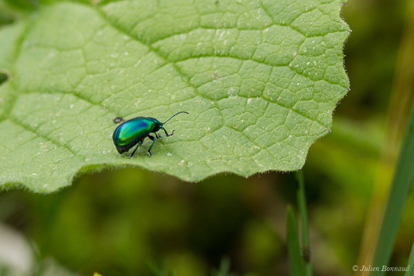 (Oreina speciosissima) (adulte) (Station de ski de Gourette, Eaux Bonnes (65), France, le 15/06/2020)