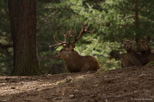 Cerf élaphe – Cervus elaphus Linnaeus, 1758, (Parc faunistique Lacuniacha, Huesca, Espagne, le 09/02/2020)