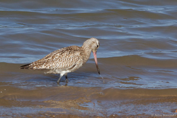 Barge rousse — Limosa lapponica (Linnaeus, 1758)