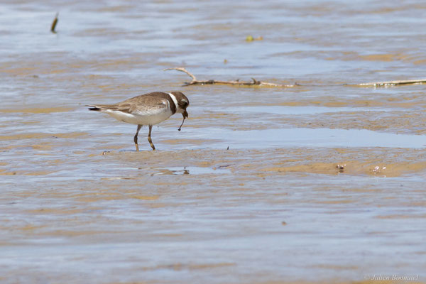 Gravelot semipalmé — Charadrius semipalmatus Bonaparte, 1825, (adulte, plumage internuptial), (Route des plages, Remire-Montjoly, Guyane, le 29/03/2017)