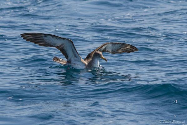 Puffin cendré — Calonectris borealis (Cory, 1881), (Sagres (Vila do Bispo), (Algarve), Portugal, le 31/08/2018)