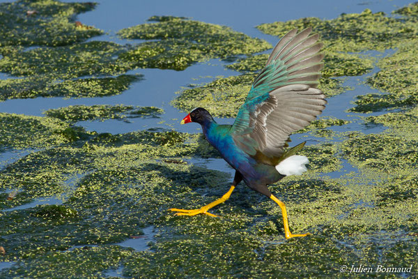 Talève violacée – Porphyrio martinicus (Linnaeus, 1766), (lac Marie-Claire, Kourou (973), France, le 04/12/2016)