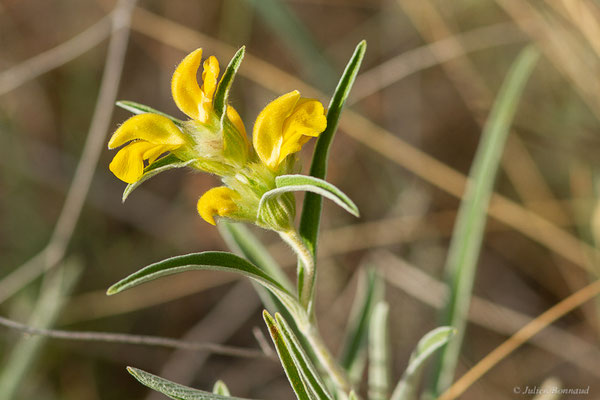 Lychnite – Phlomis lychnitis L., 1753, (Bardenas Real, Arguedas (Aragon), Espagne, le 08/06/2022)