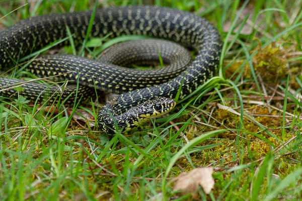 Couleuvre verte et jaune — Hierophis viridiflavus (Lacepède, 1789)